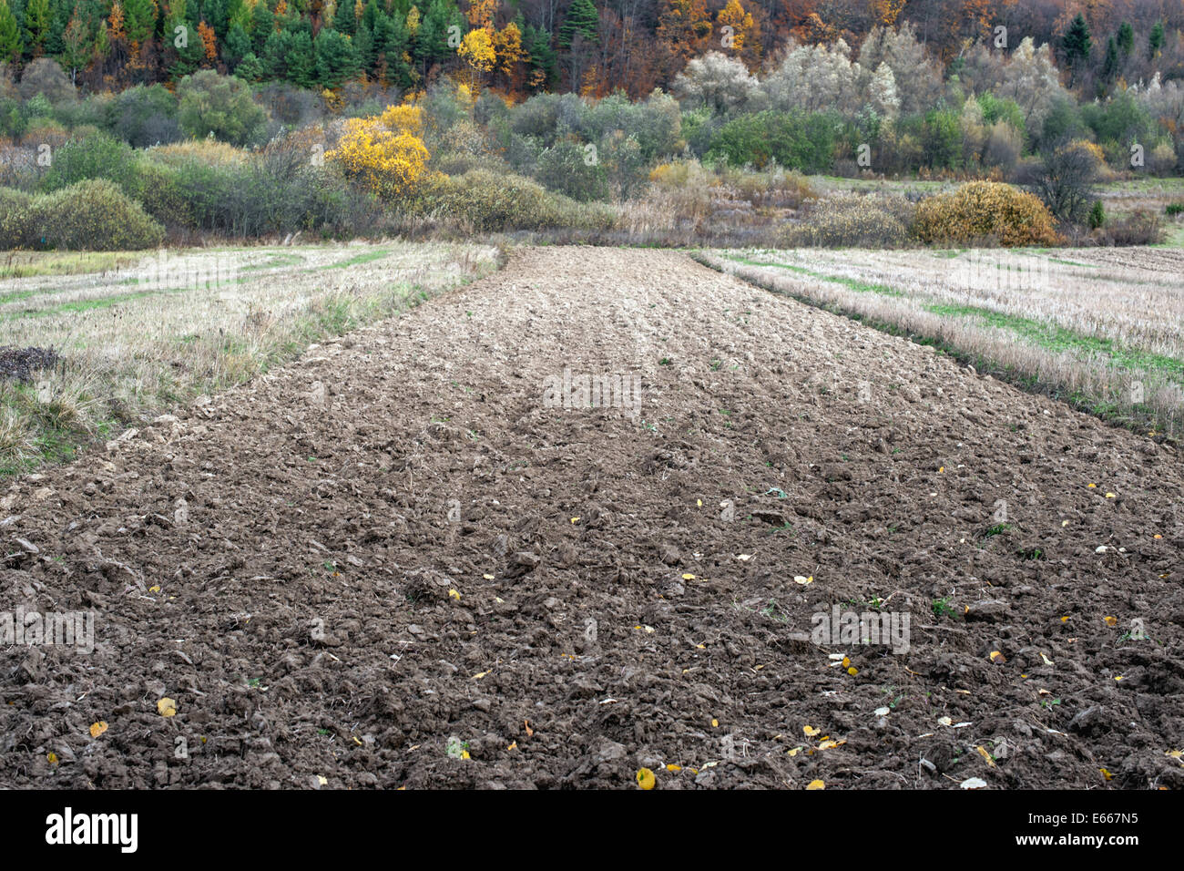 agriculture field on autumn time Stock Photo