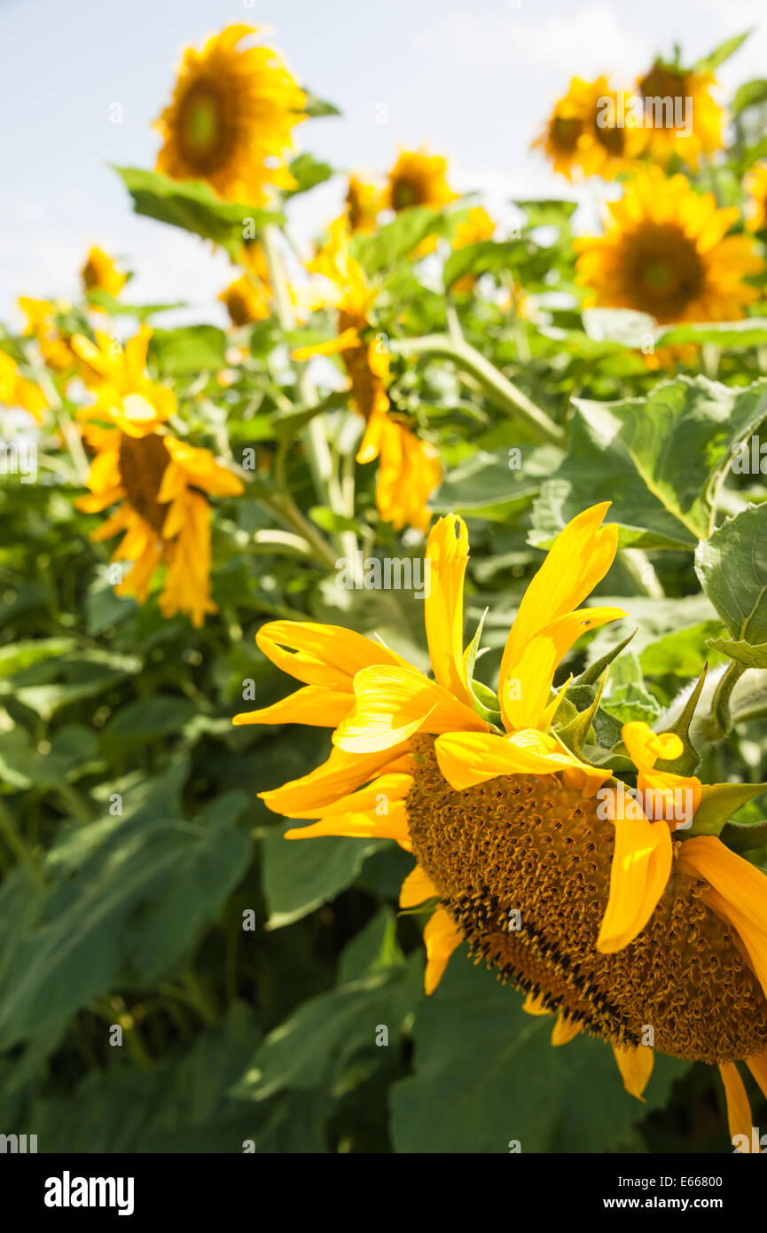 Drooping sunflower hires stock photography and images Alamy