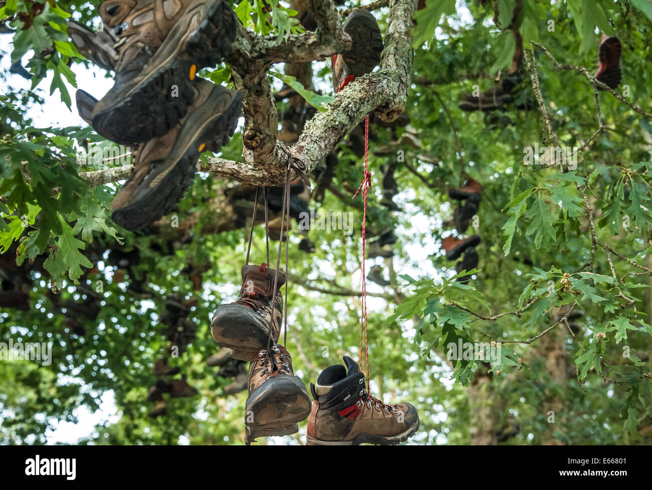 Boot tree on the Appalachian Trail where vast clusters of worn out hiking boots hang like fruit at Walasi-Yi near Blairsville, Georgia. (USA) Stock Photo