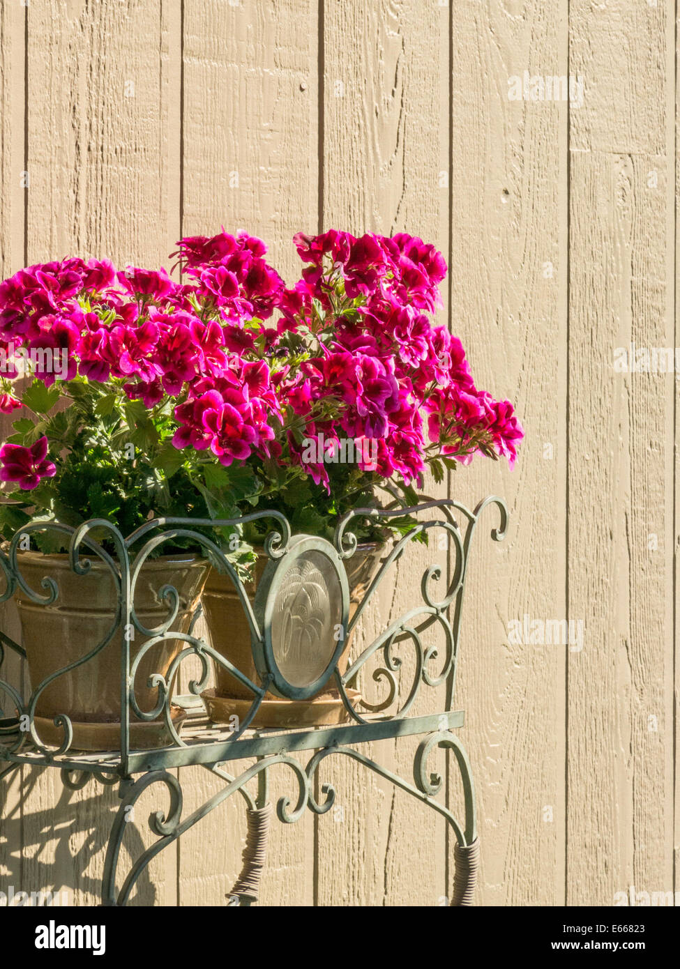 Martha Washington Geranium, USA Stock Photo