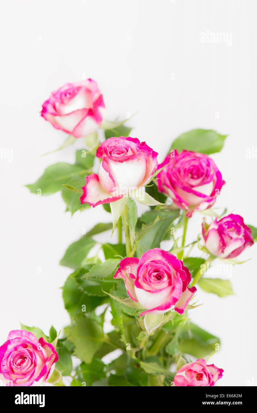 Bouquet of pink rose flowers Stock Photo - Alamy