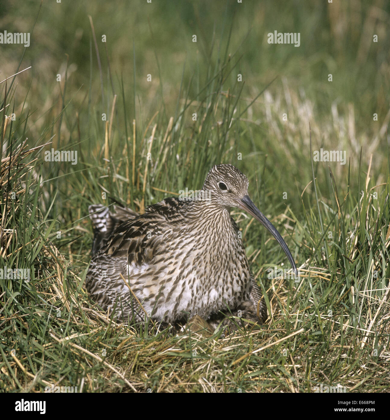 Curlew - Numenius arquata - at nest Stock Photo