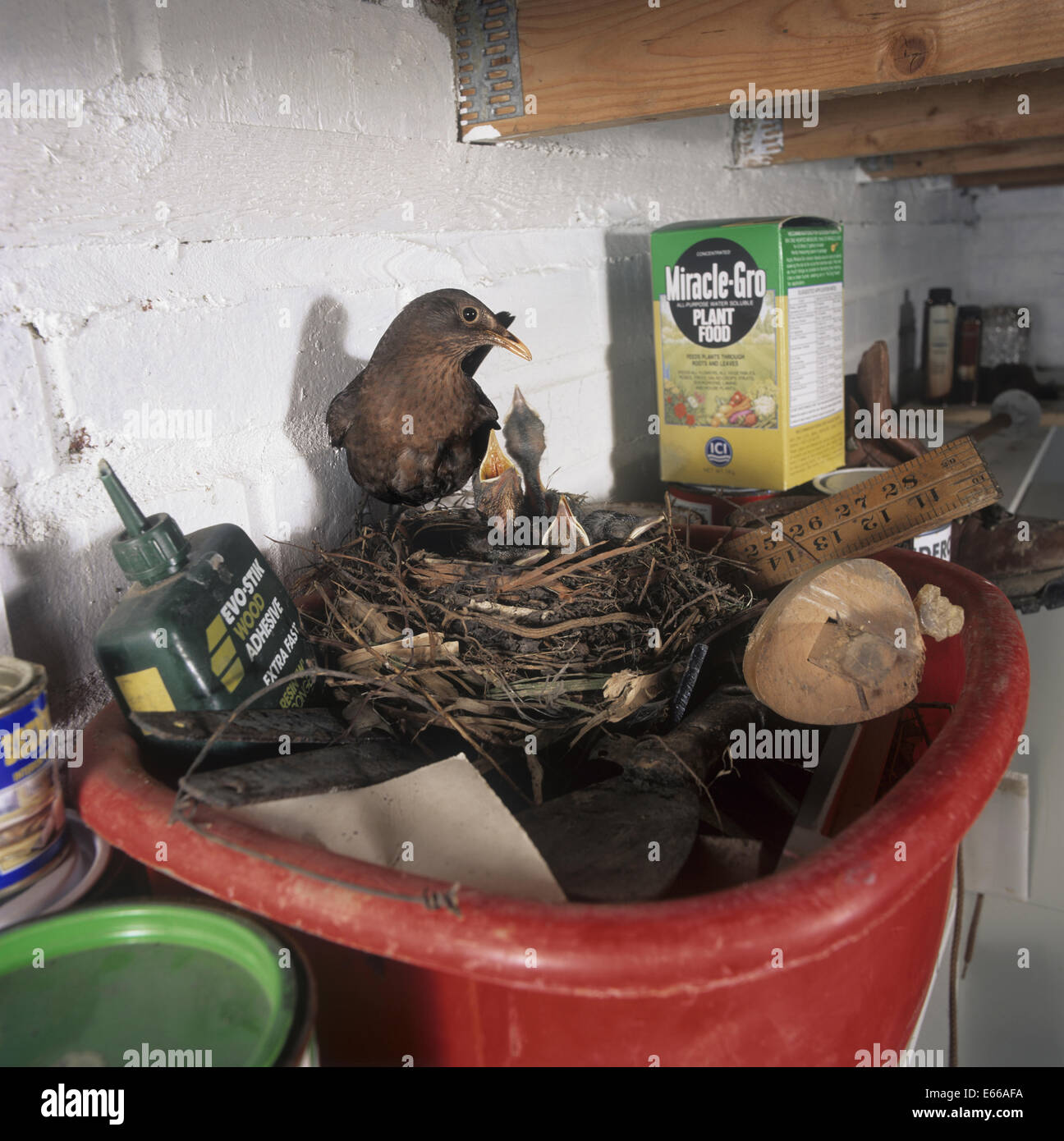 Blackbird - Turdus merula Stock Photo