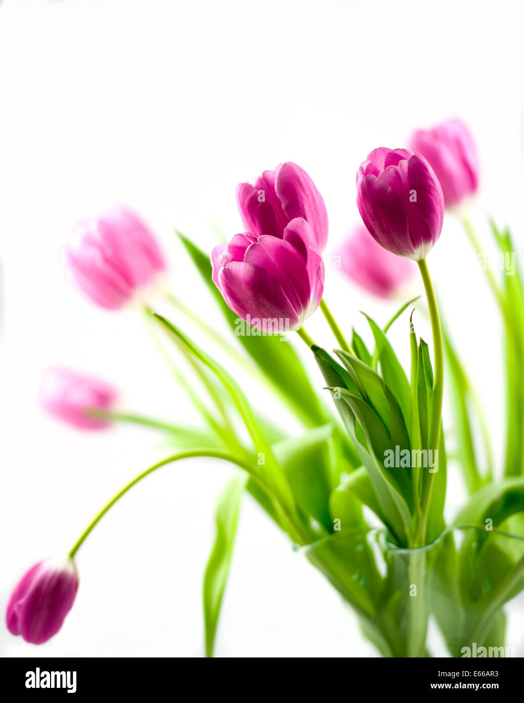 Vase of Pink Tulips Against A White Background Stock Photo - Alamy