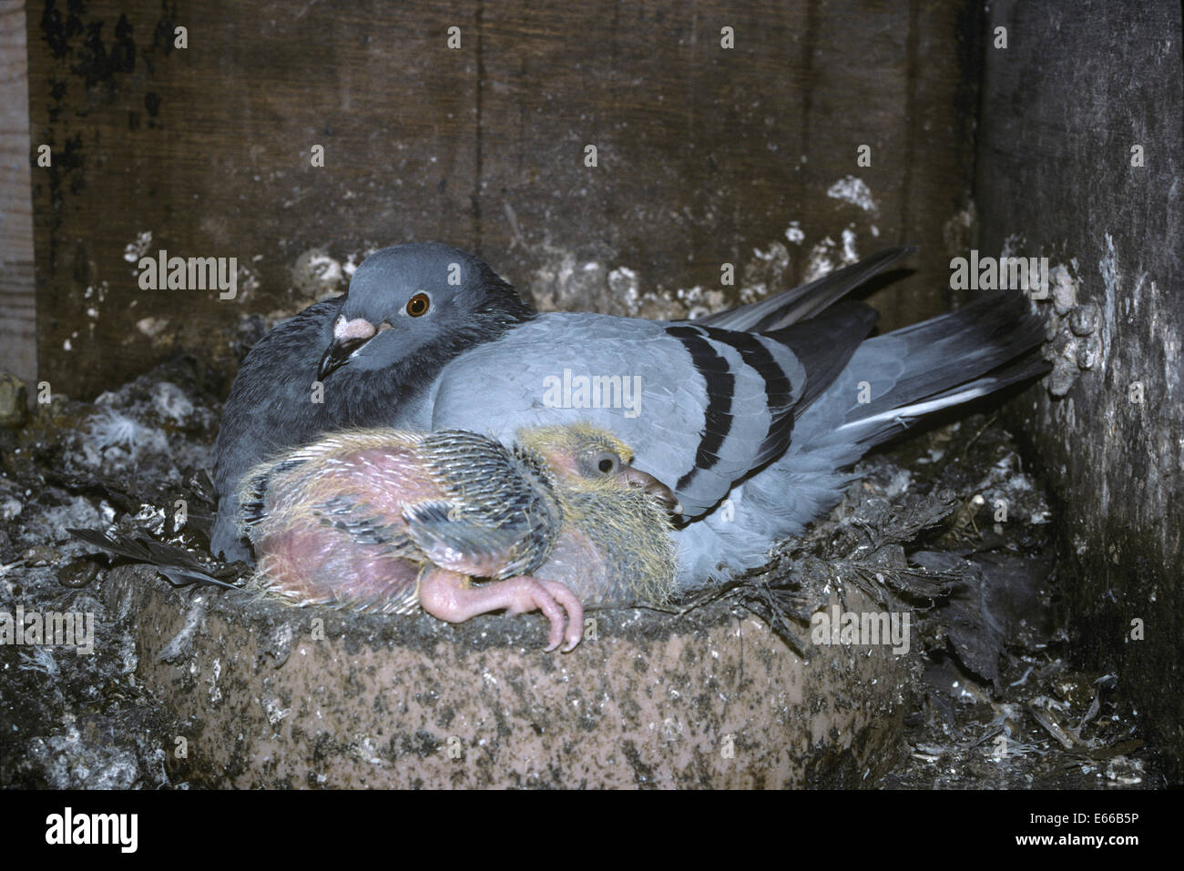 Feral Pigeon with squab - Columba livia Stock Photo