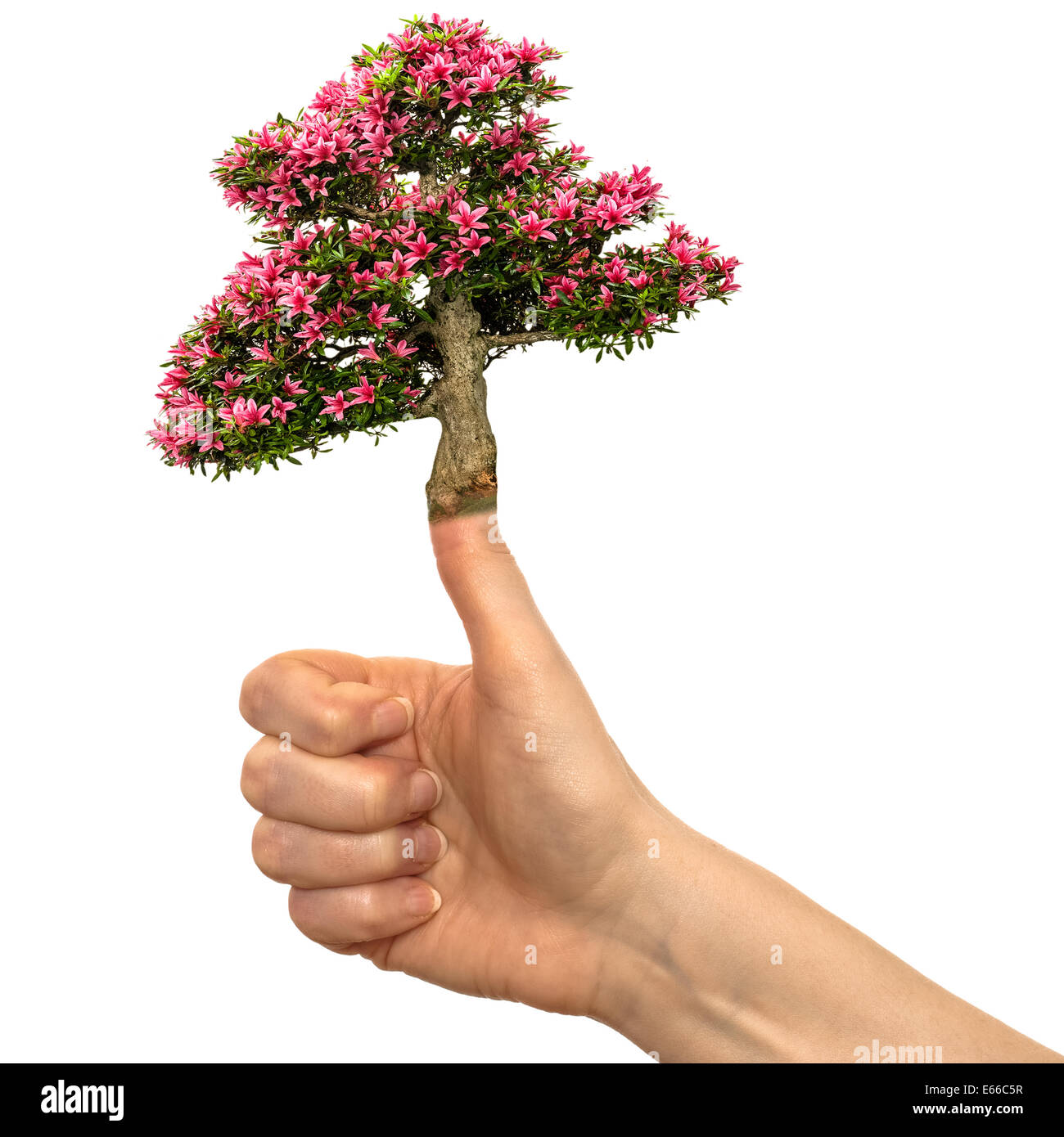 White isolated hand with azalea flower on the thumb of a hand Stock Photo