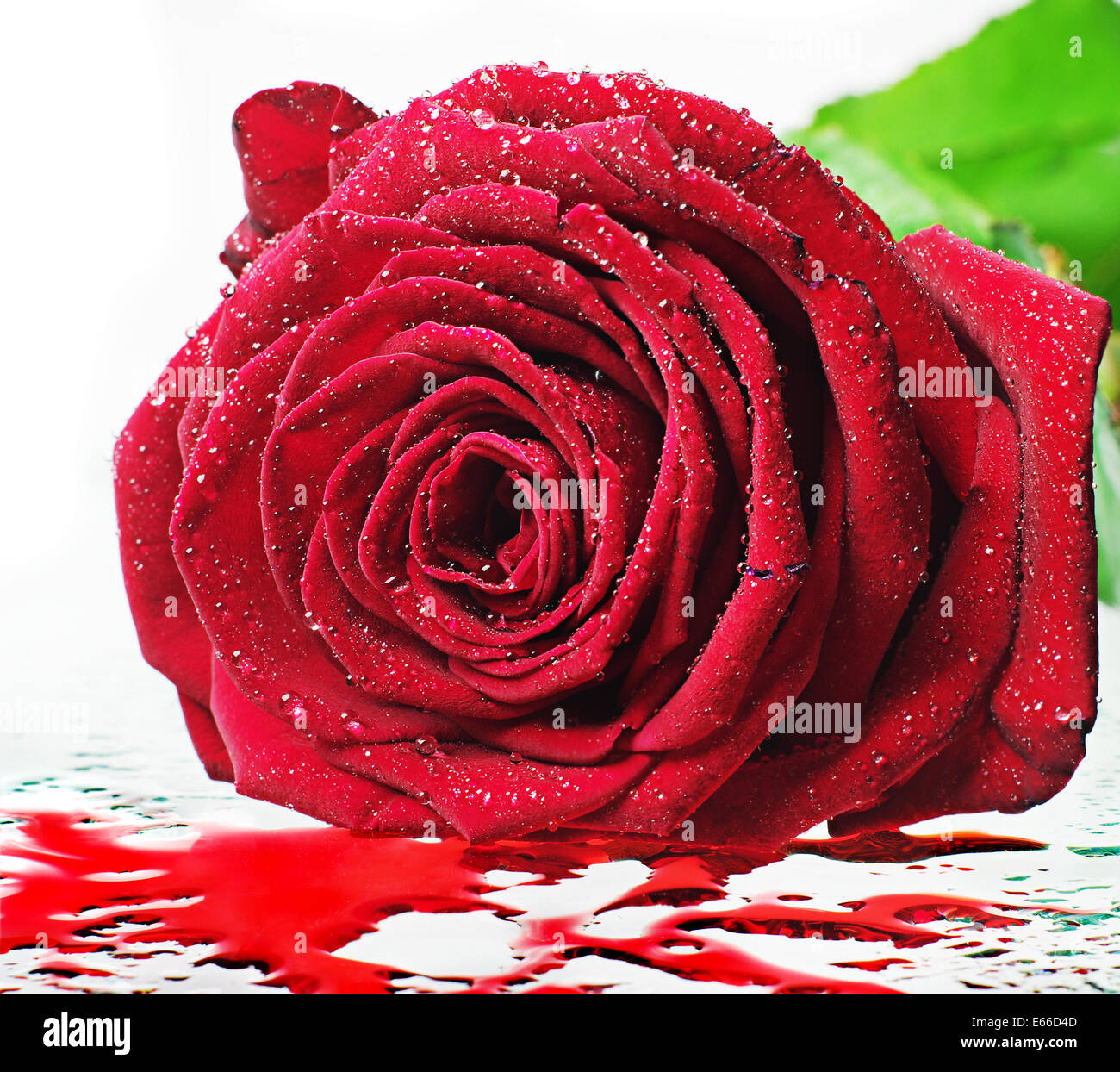 Red rose closeup with water drops Stock Photo - Alamy