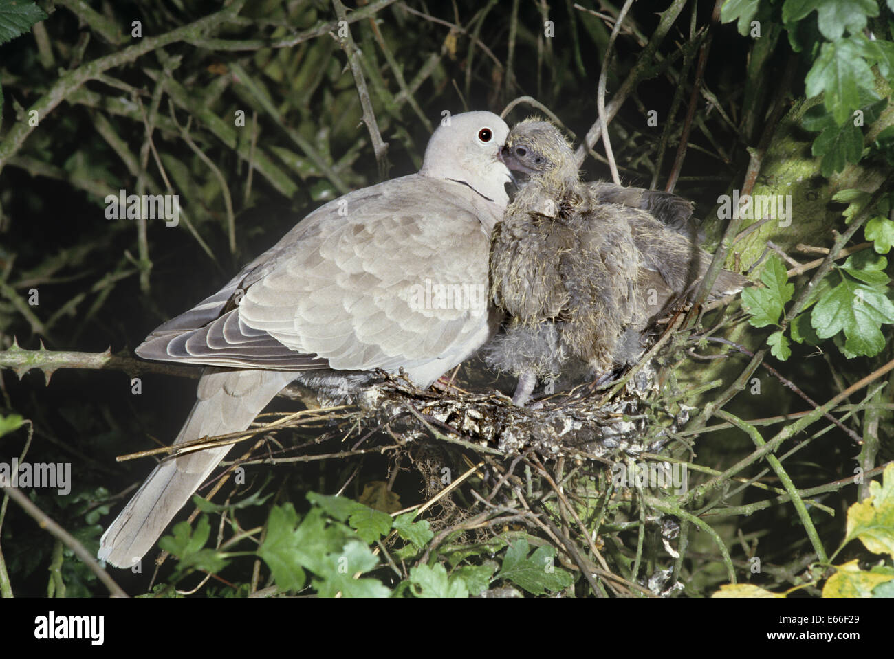 Collared Dove - Streptopelia decaocto Stock Photo