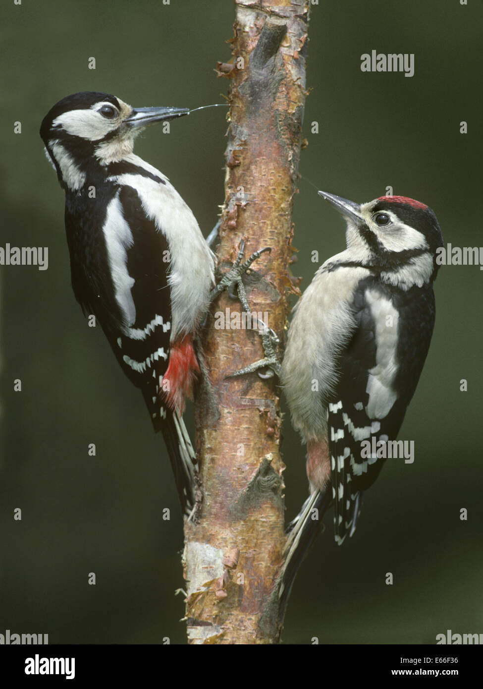 Great Spotted Woodpecker - Dendrocopus major Stock Photo