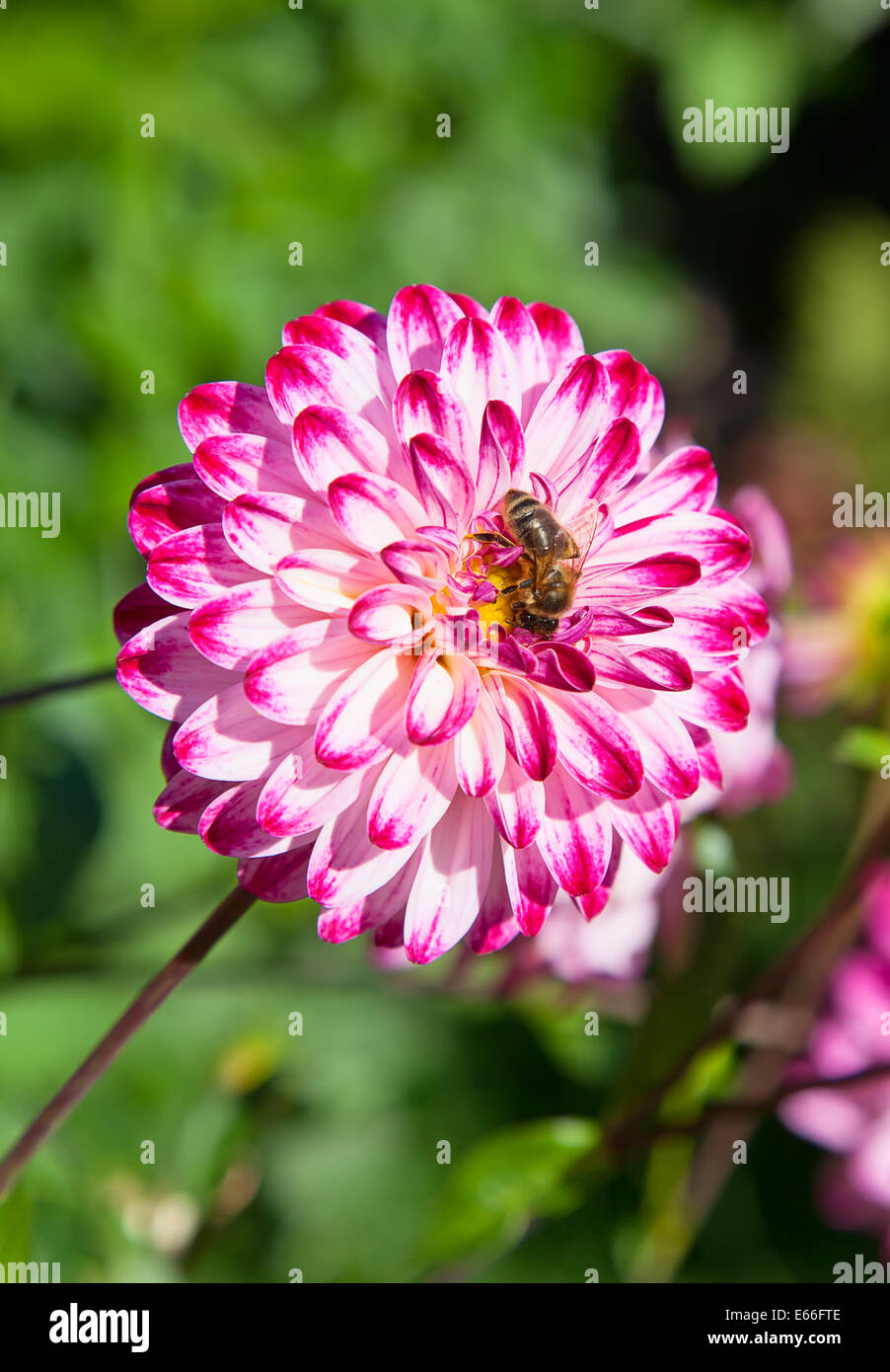 Colorful dahlia flower with bee Stock Photo