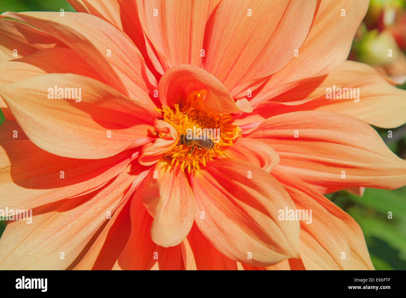 Colorful dahlia flower with bee Stock Photo