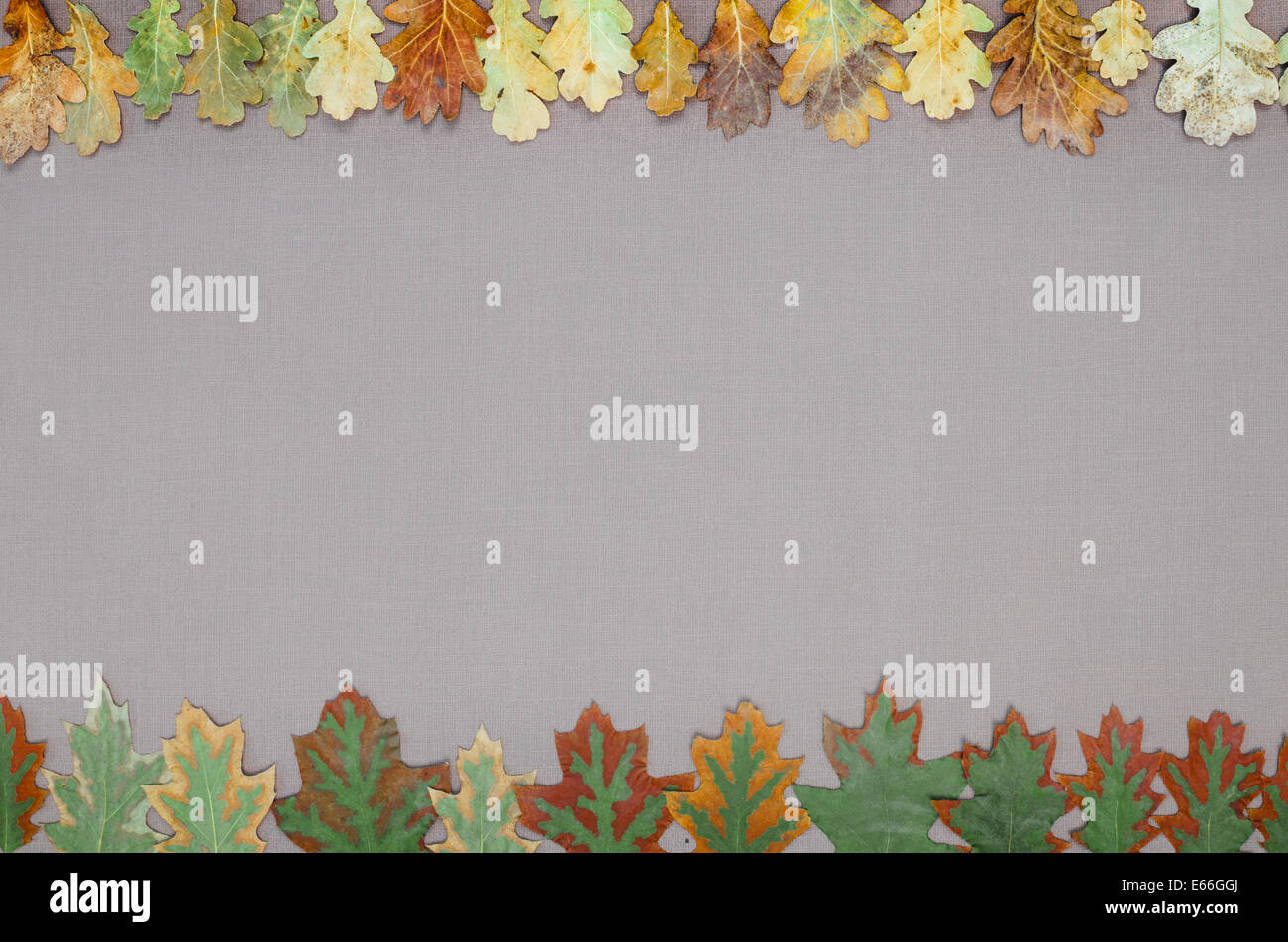 autumn forest frame on grey background Stock Photo