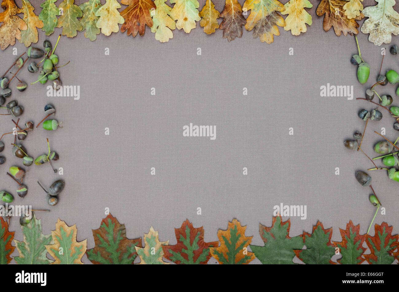 autumn forest frame on grey background Stock Photo