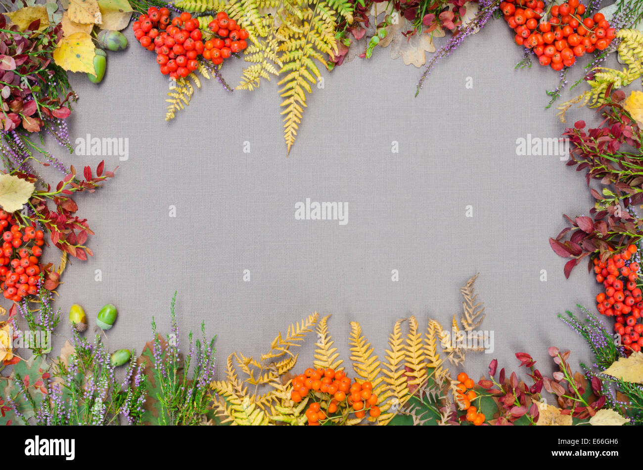 autumn forest frame on grey background Stock Photo