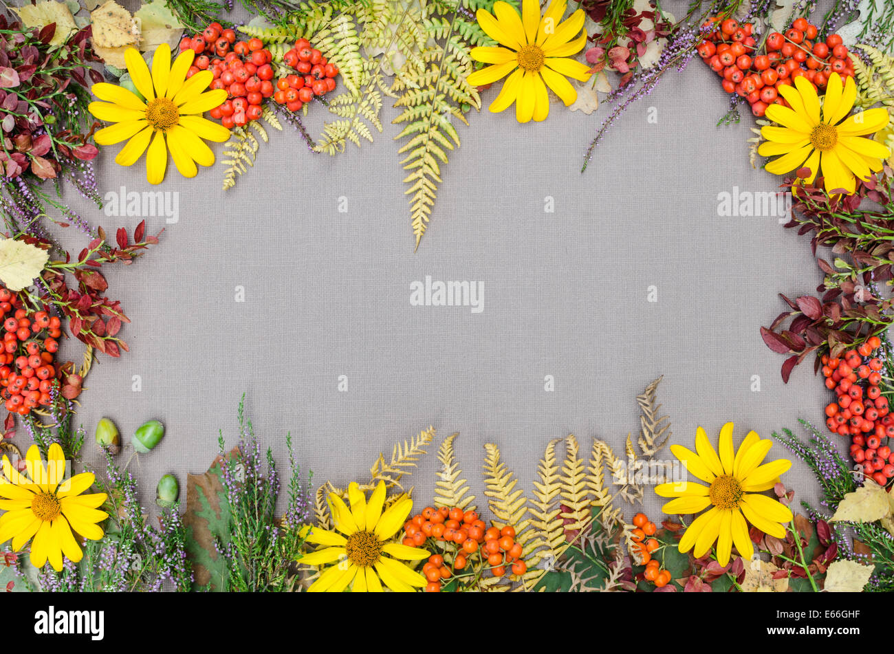 autumn forest frame on grey background Stock Photo