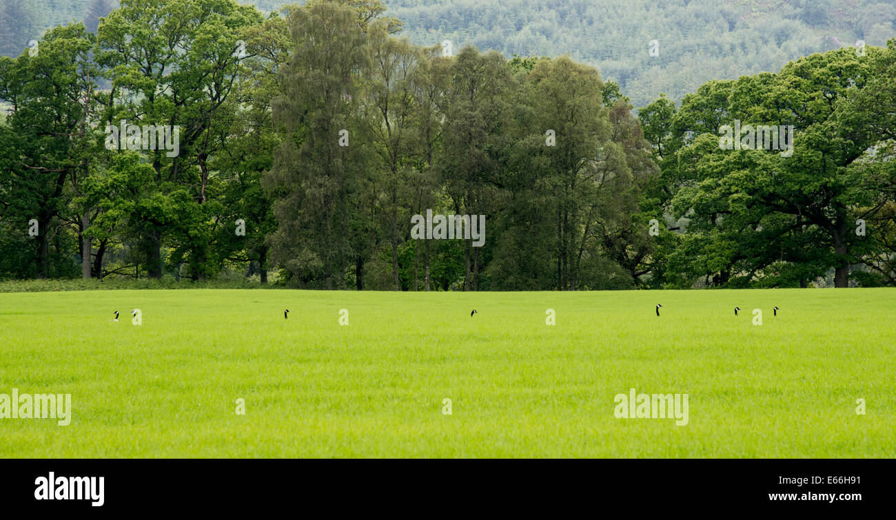 Seven Canada Geese in a field, with just their heads appearing above the grass. Highland Perthshire, Scotland. Stock Photo