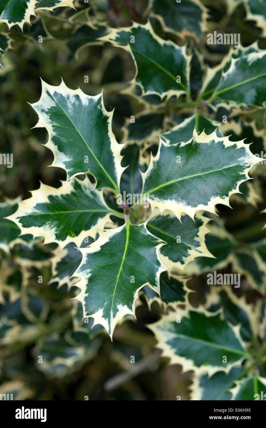 ilex aquifolium 'silver queen' holly leaves Stock Photo