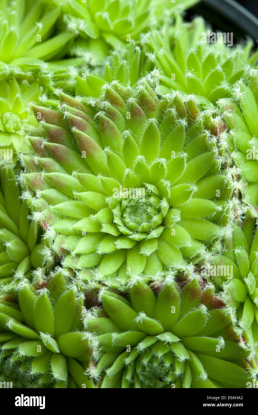 sempervivum arachnoideum rubin Stock Photo