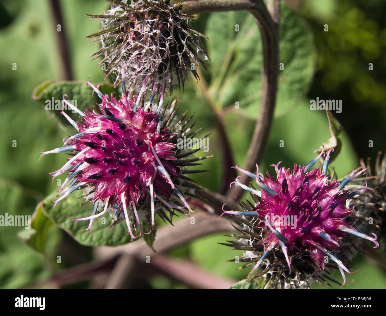 Arctium lappa,  greater burdock (or possibly Arctium minus) common along the road in Oslo Norway Stock Photo