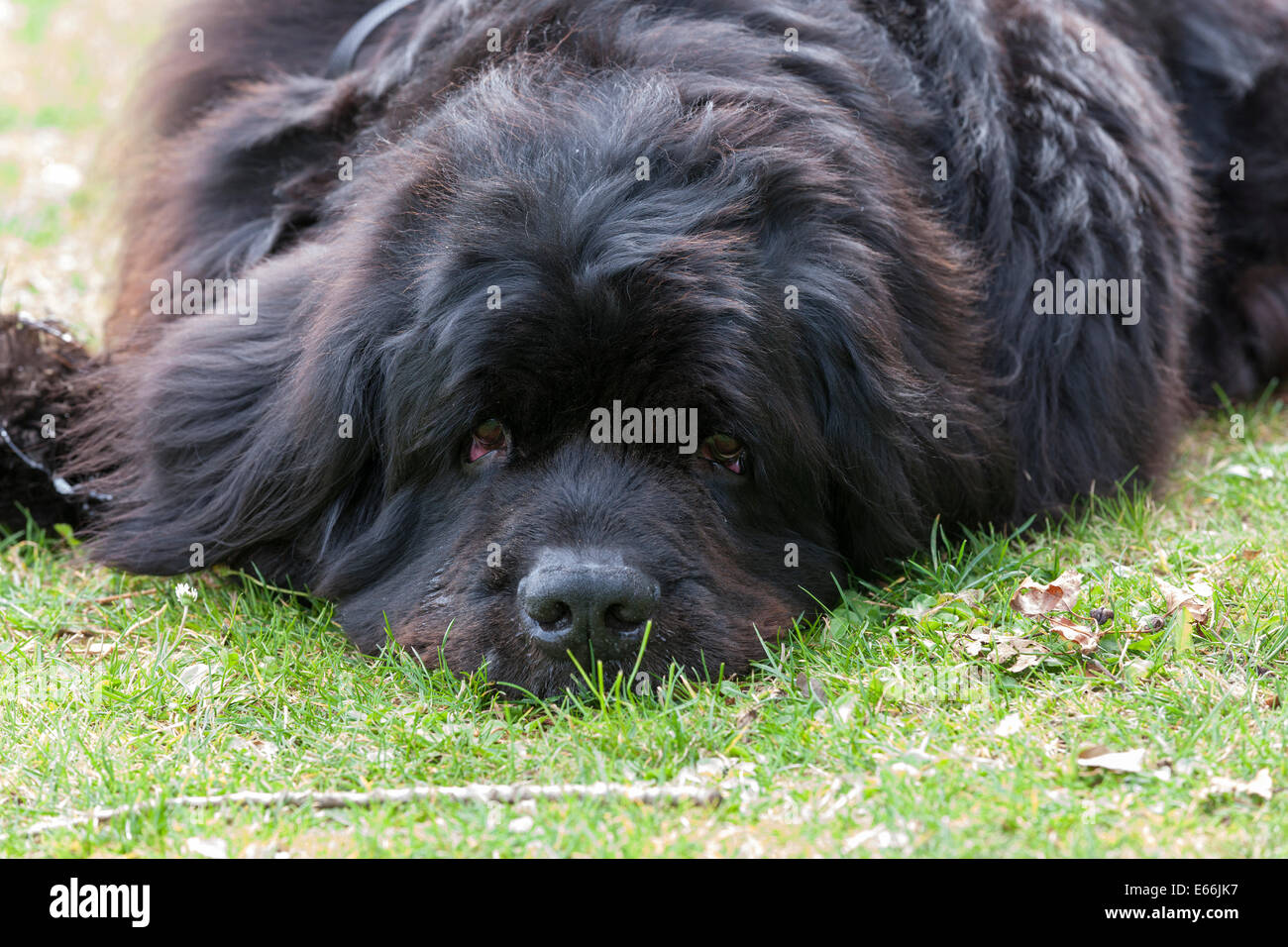 Billing Aquadrome, Northampton, 16th August 2014. Northern Newfoundland Club (NNC) event run by