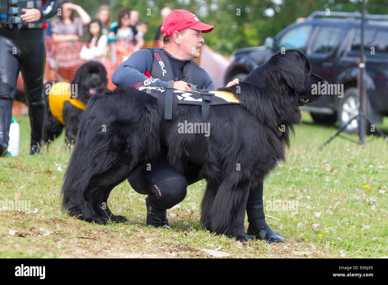 the working newfoundland club