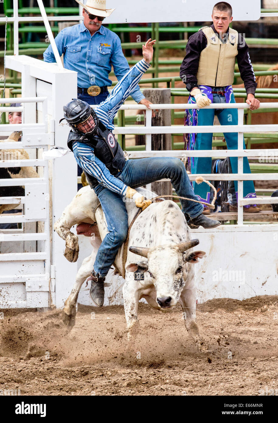 Cowboy riding a steer in the bull riding competition, Chaffee County