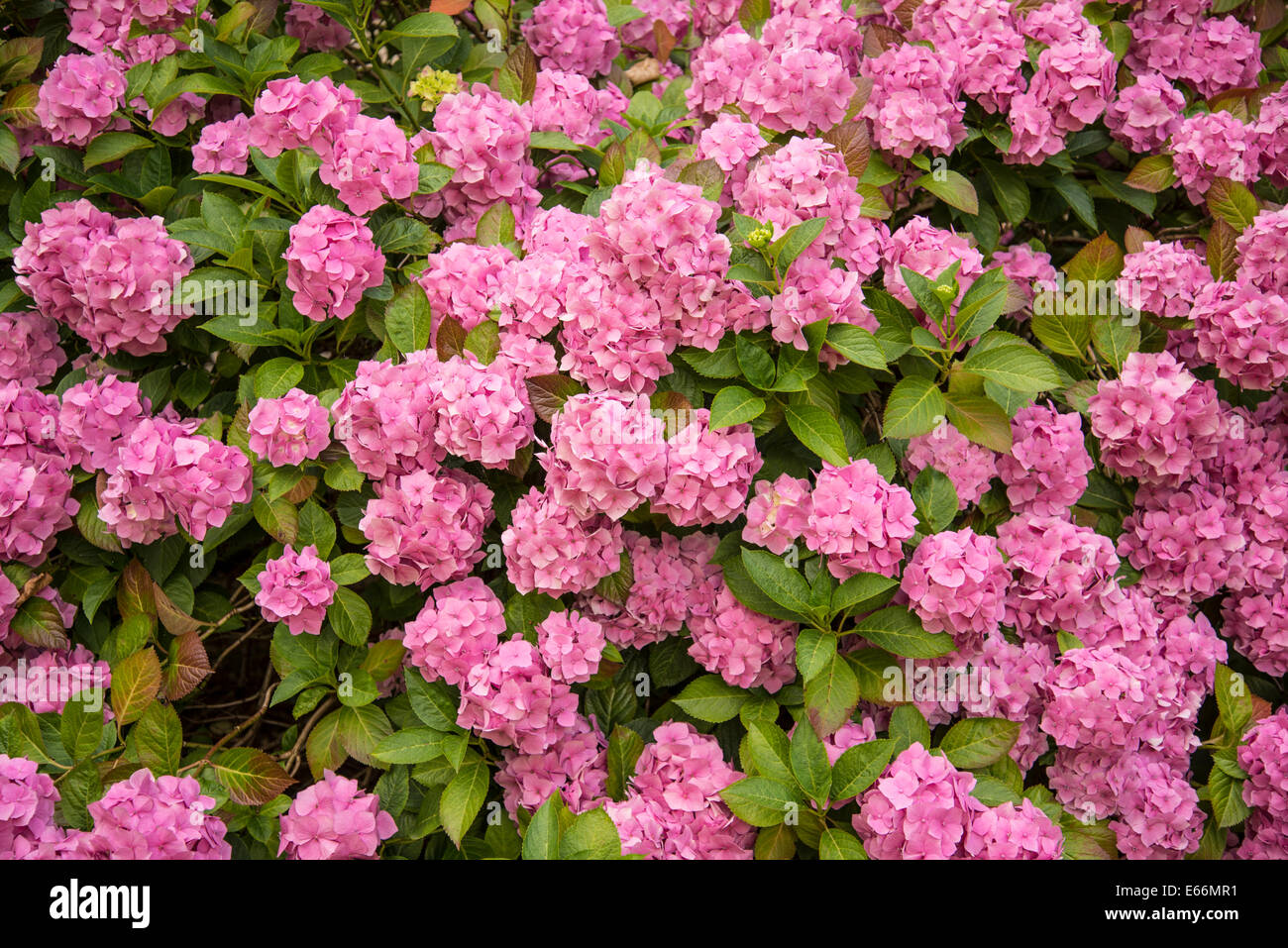 Hydrangea pink flowers Stock Photo