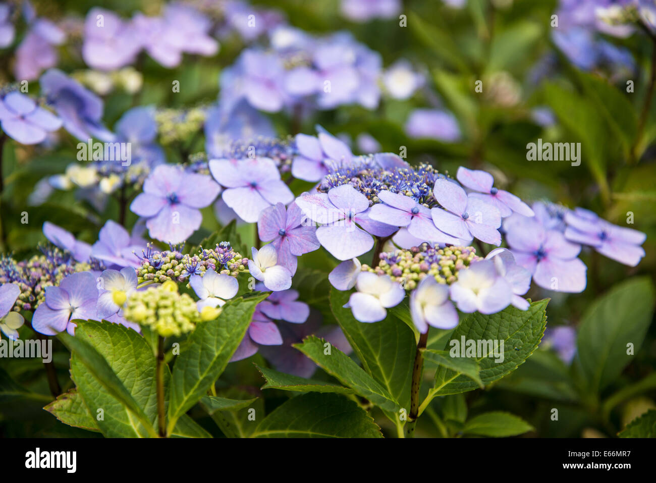 Hydrangea mauve flowers Stock Photo