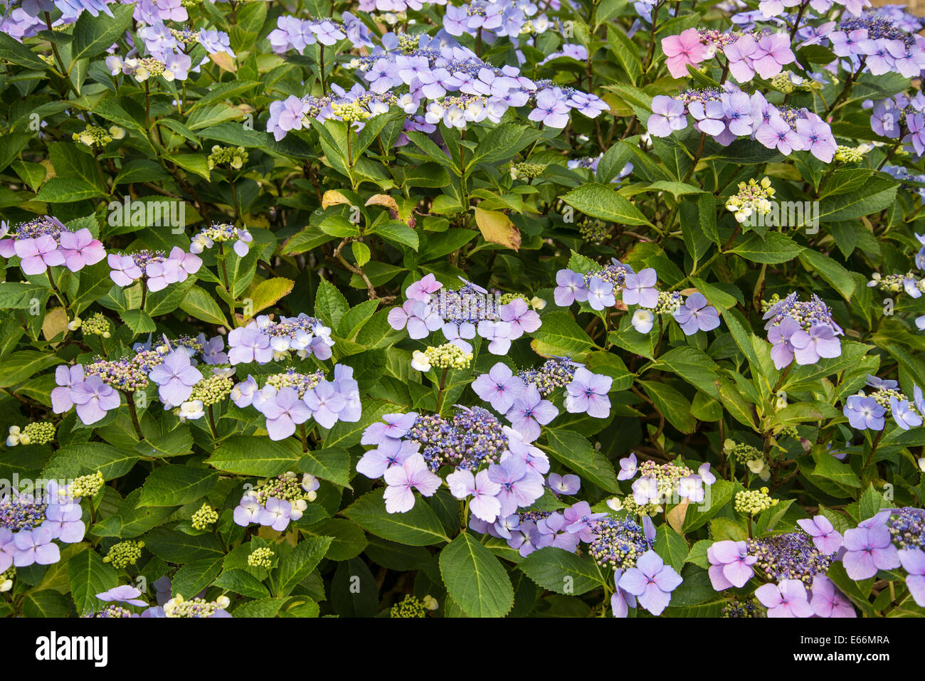 Hydrangea mauve flowers Stock Photo