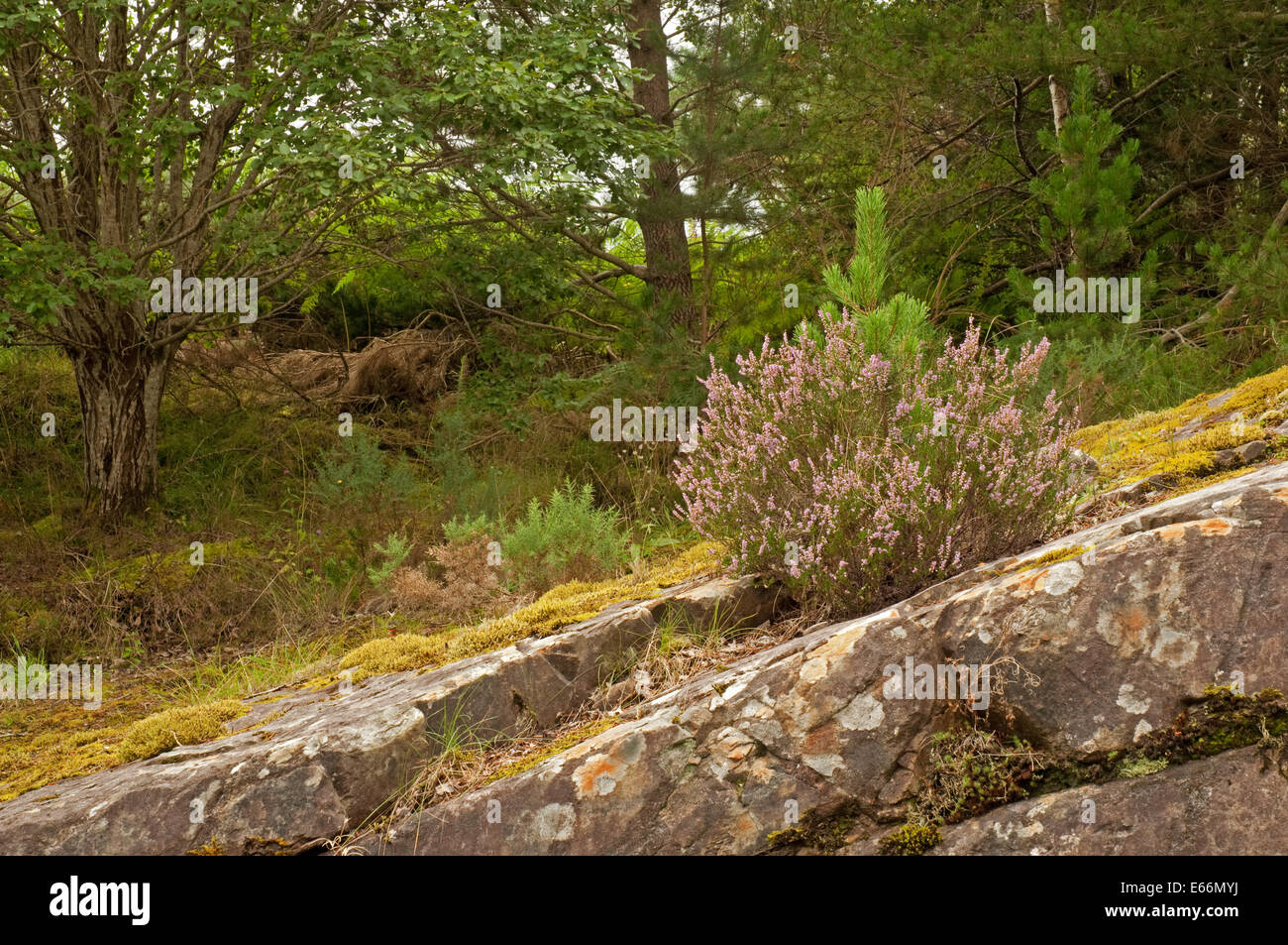Pine Tree Growing Out Rock High Resolution Stock Photography and Images ...