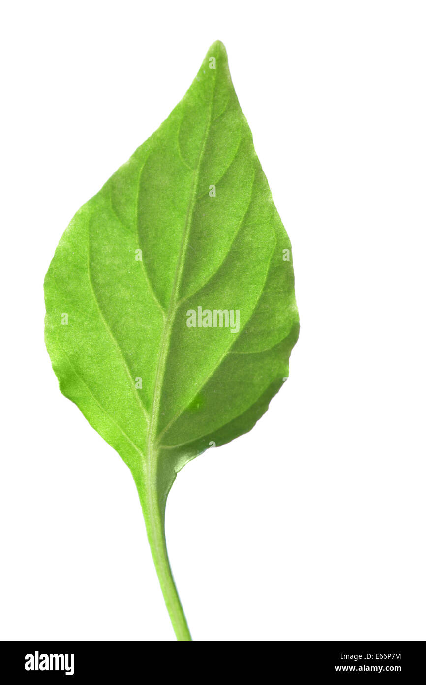 Single green leaf isolated over white background Stock Photo