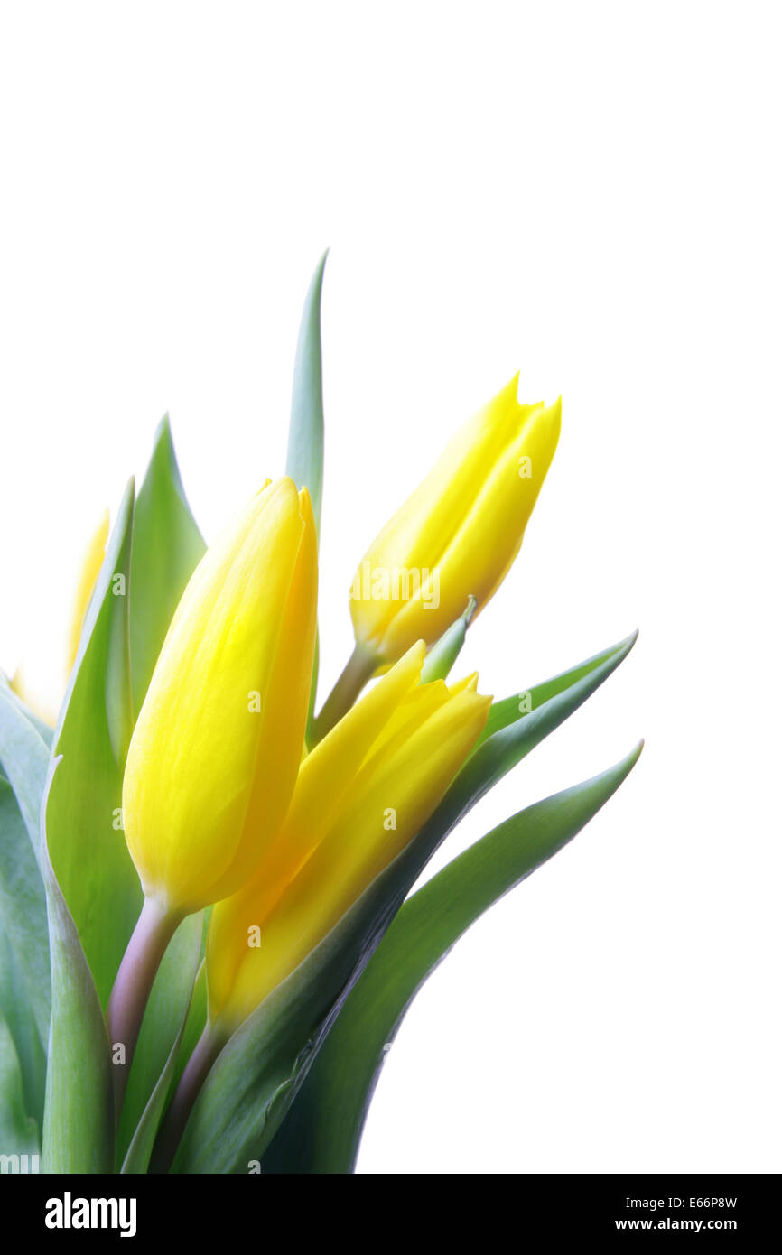Bunch of yellow tulips isolated over white background Stock Photo - Alamy