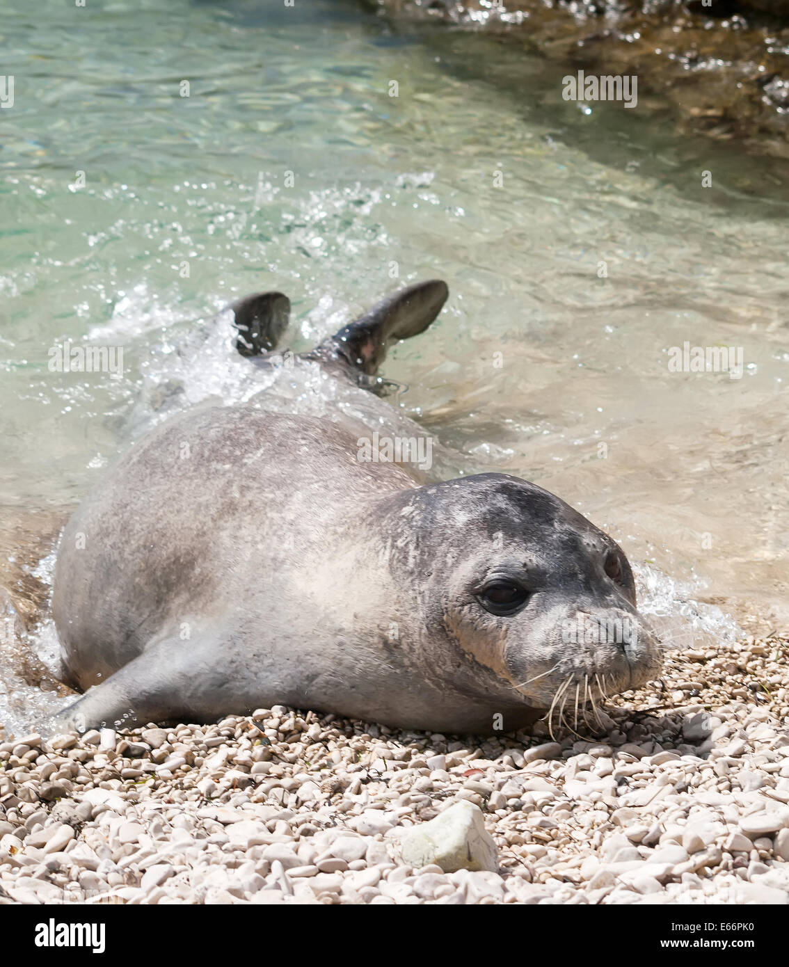 Mediterranean monk seal relax on sea shallows Stock Photo