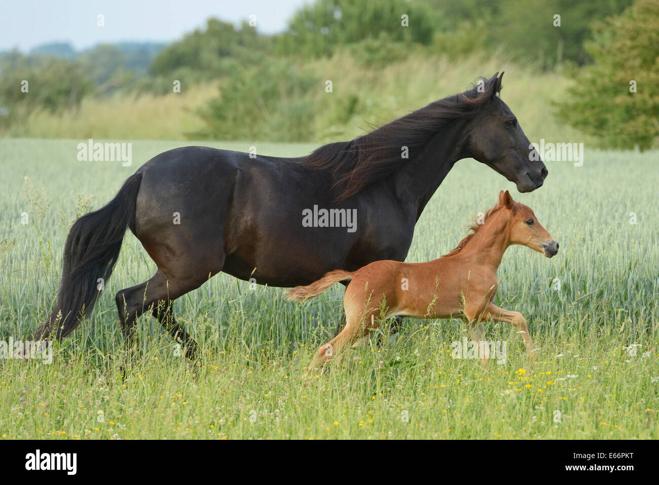 Paso Fino horse mare and foal running in the field Stock Photo