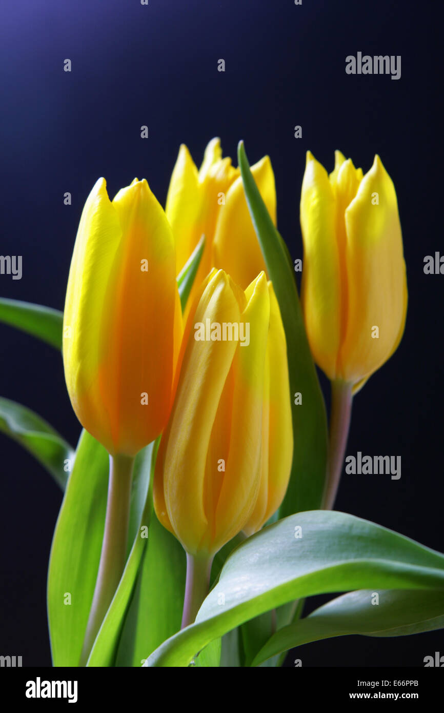 Bunch of yellow tulips over black background Stock Photo - Alamy