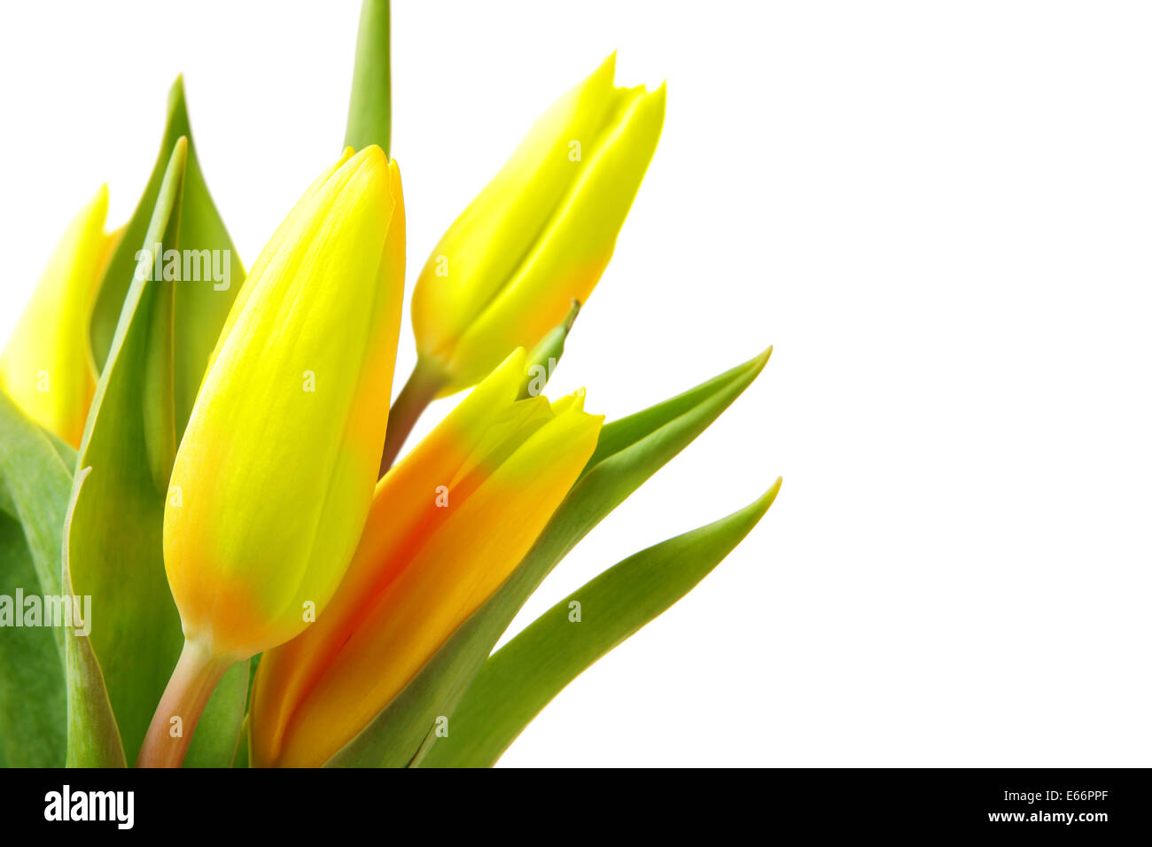 Bunch of yellow tulips isolated over white background Stock Photo - Alamy