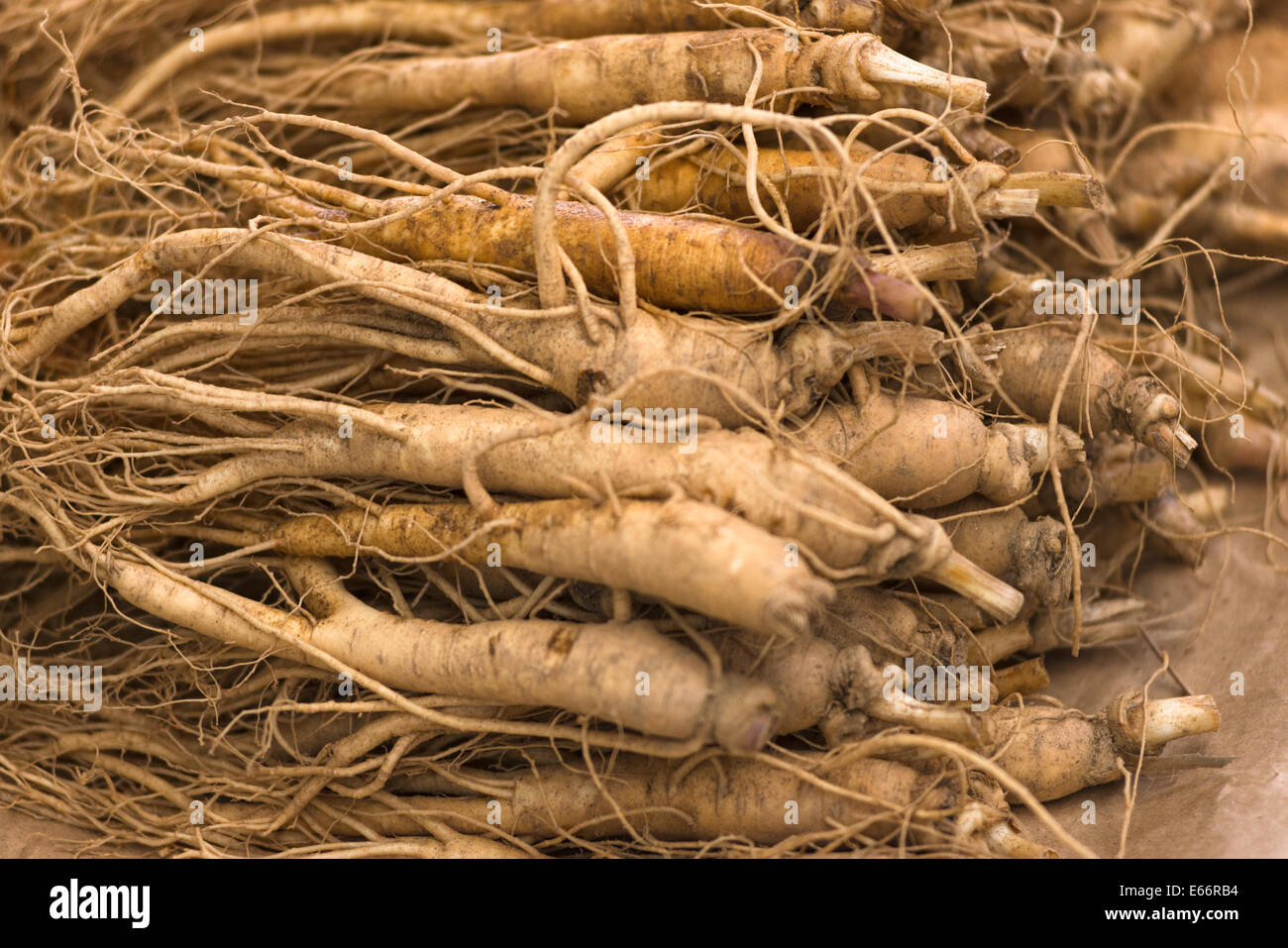 Ginseng roots closeup Stock Photo Alamy
