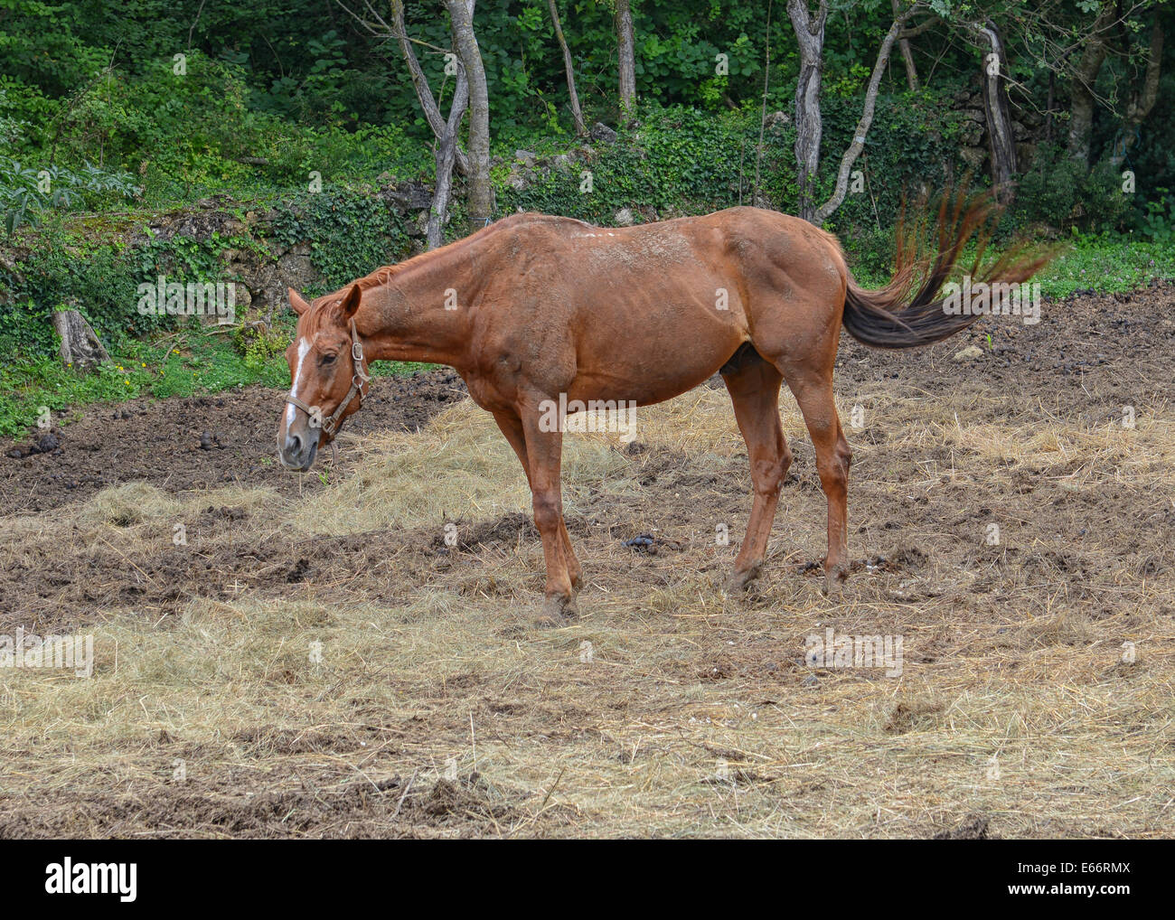 Mustang Horse Ranch in Sinj, Croatia Stock Photo