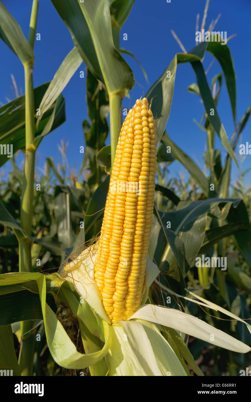 Corn Maize Ear with ripe yellow seed on stalk of a fully grown corn plant in cultivated
