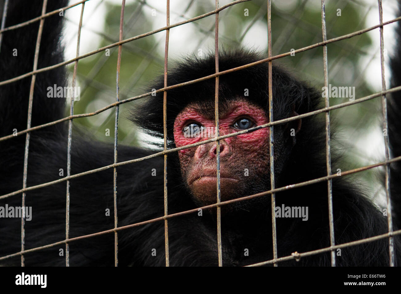 Red Faced Black Spider Monkey Stock Photo