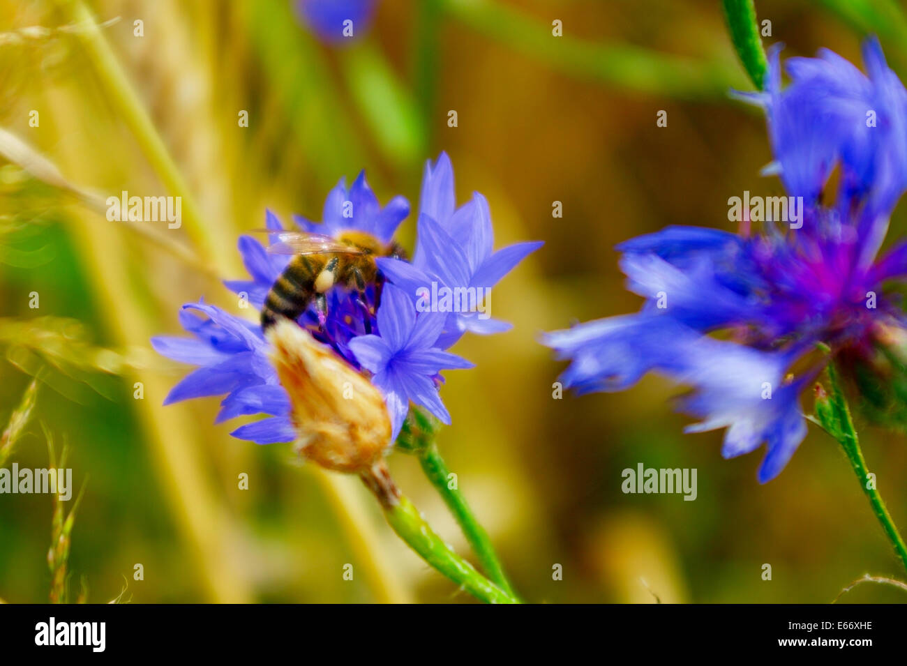 Honey bee collecting pollen from a cornflower. Stock Photo