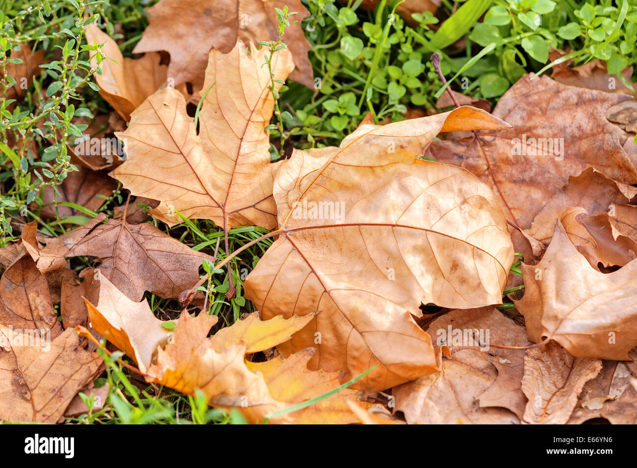 leaves in the park on a sunny day Stock Photo