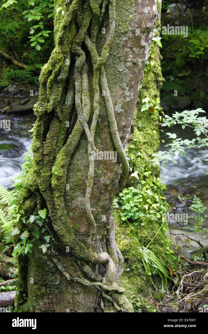 Ivy roots or other climber climbing plant winding round tree trunk in woodland next to mountain stream. Very green. Stock Photo