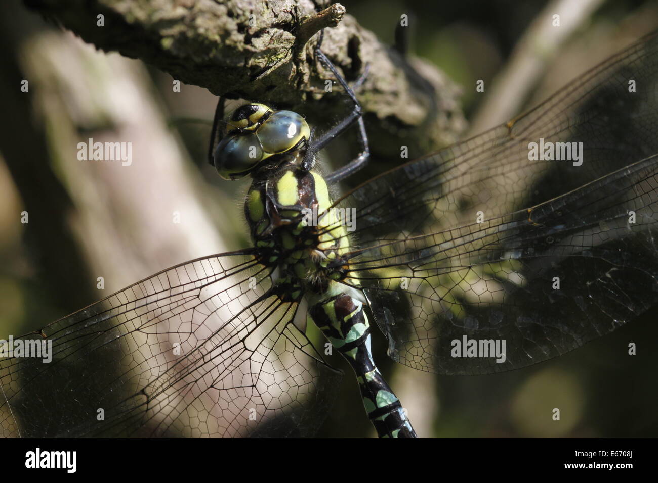 Close up macro shot of lime green and black dragonfly on branch. English summer. Stock Photo