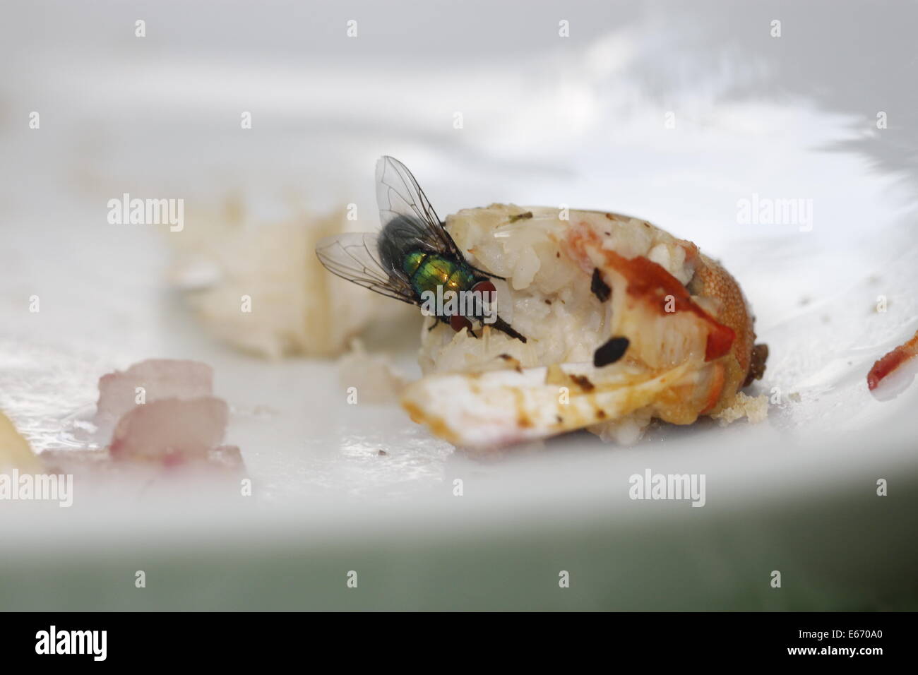 Disgusting food, bad hygiene, yuk, a large greenbottle fly on a crab claw on a white plate. Stock Photo