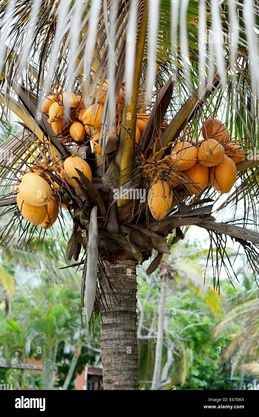 view of Coconut palm trees Caribbean coast Colombia Stock Photo - Alamy