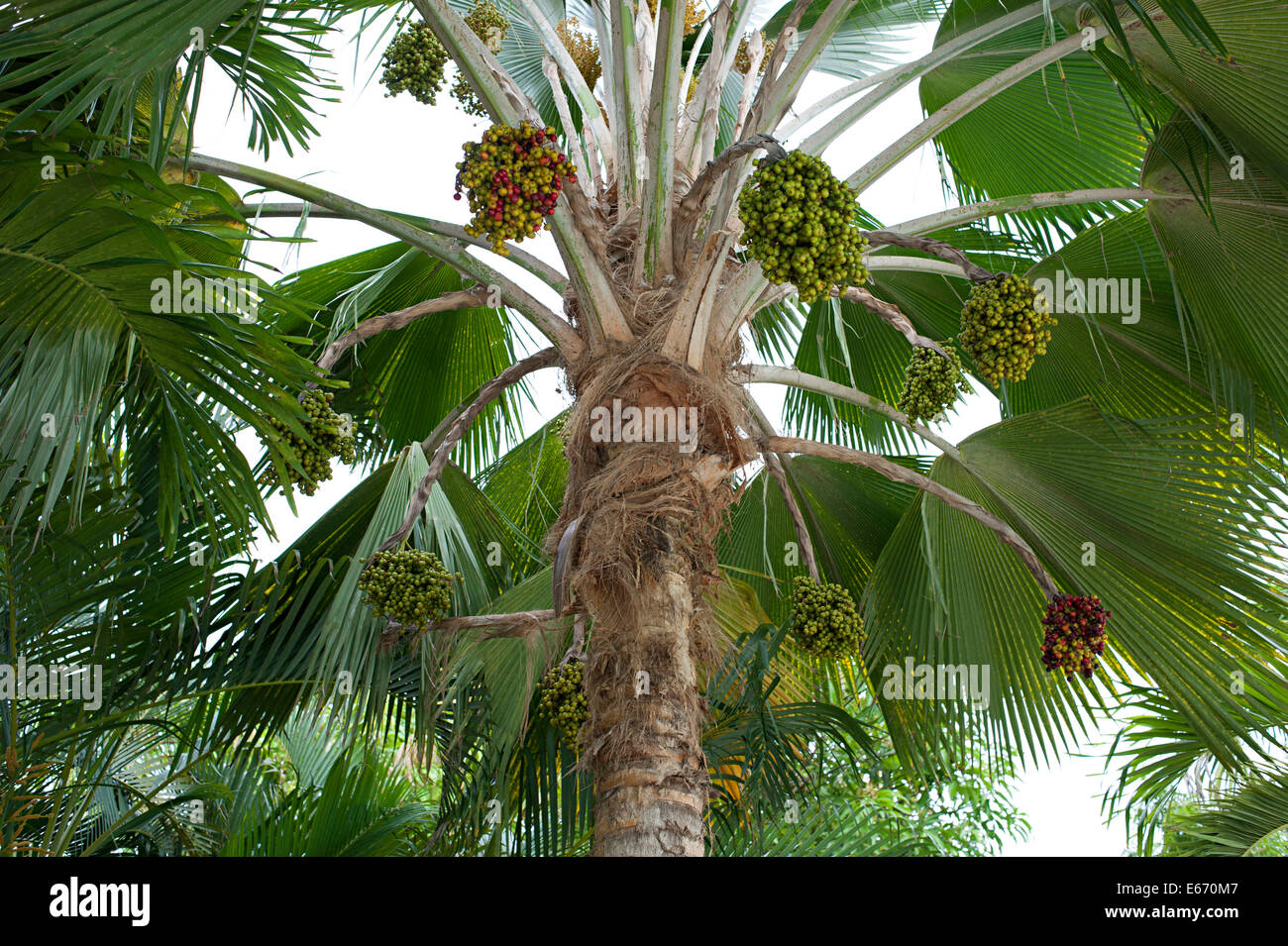 Palm tree with different types of seeds. Caribbean coast, Colombia ...