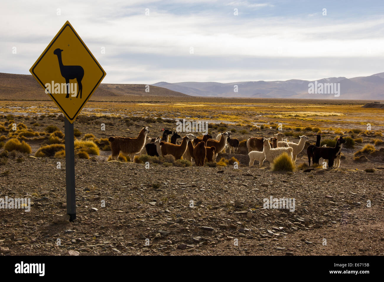 Lama Sign and group of Lamas with a desert background Stock Photo