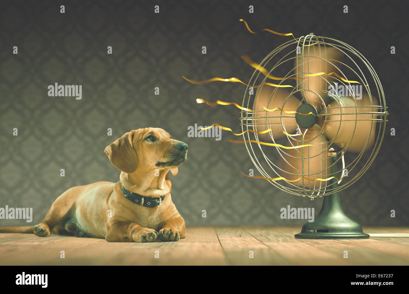The dog is cooling down with the fan while watching the yellow ribbons in motion. Depth of field in eyes line and center of the Stock Photo