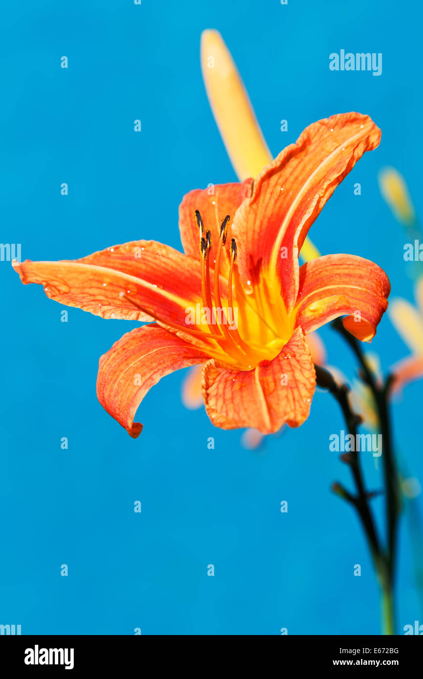 flower of orange daylily close up outdoors with blue background Stock Photo